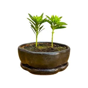 Twin Buddhist Pine 14cm inc Tray