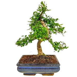 Twisted Trunk Chinese Elm 34cm