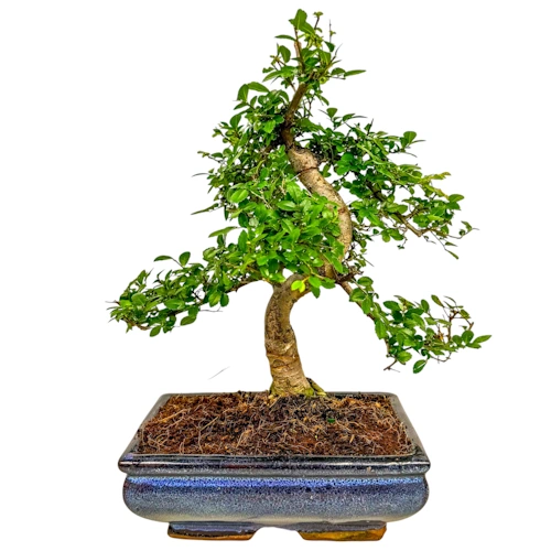 Twisted Trunk Chinese Elm 34cm