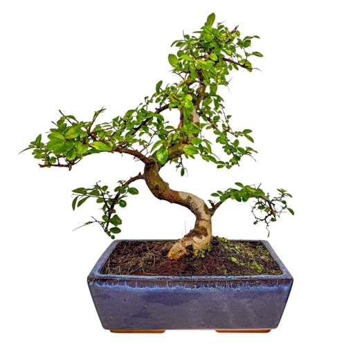 Chinese Elm 39cm