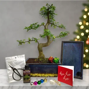 Christmas Chinese Elm Gift Set Large