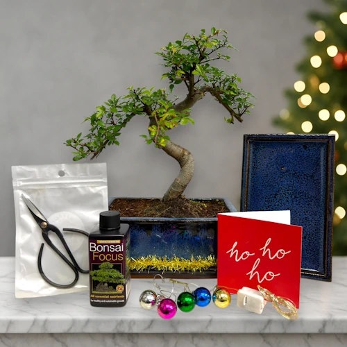 Christmas Chinese Elm Medium Bonsai Kit