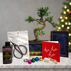 Christmas Chinese Elm Gift Set Small