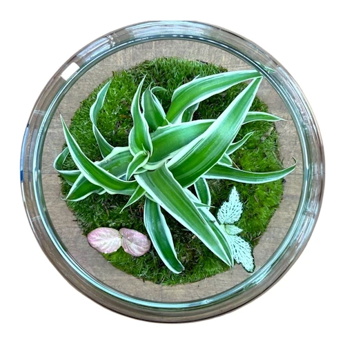 indoor house plants for sale Money Tree | Indoor Plants