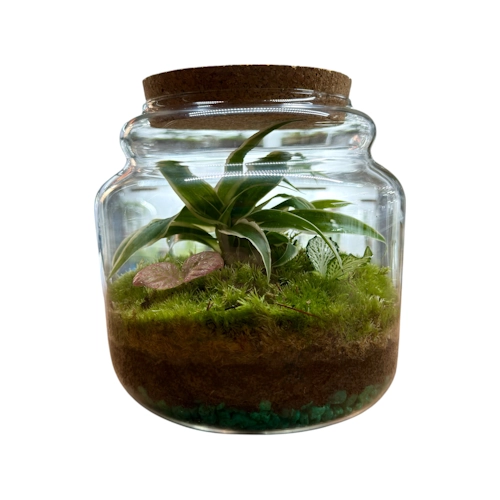 Emerald Canopy Terrarium  Cork-Lid Spider Plant Ecosystem