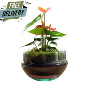 Dome Glass Tropical Terrarium