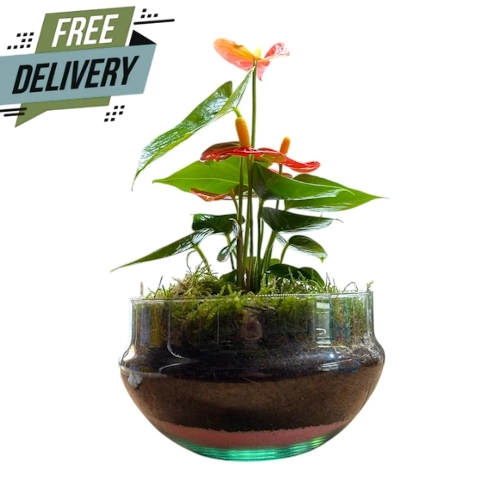 Dome Glass Terrarium with Tropical Plants