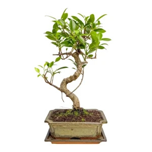 Pretty Small Ficus 37cm Inc Tray