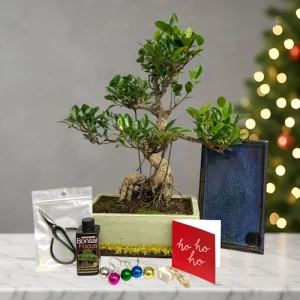 Christmas Ficus Bonsai Large Gift Kit
