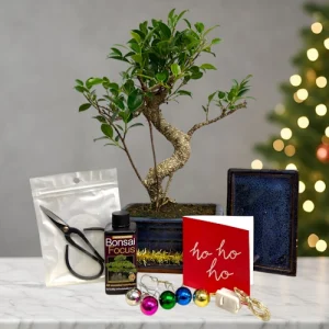 Christmas Ficus Bonsai Small Gift Kit