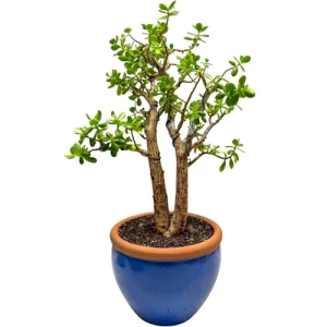 Pretty Jade Plant 101cm