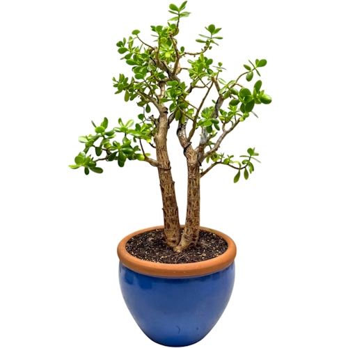 Pretty Jade Plant 101cm