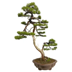 Chinese Juniper Itoigawa Bunjin Style 76cm