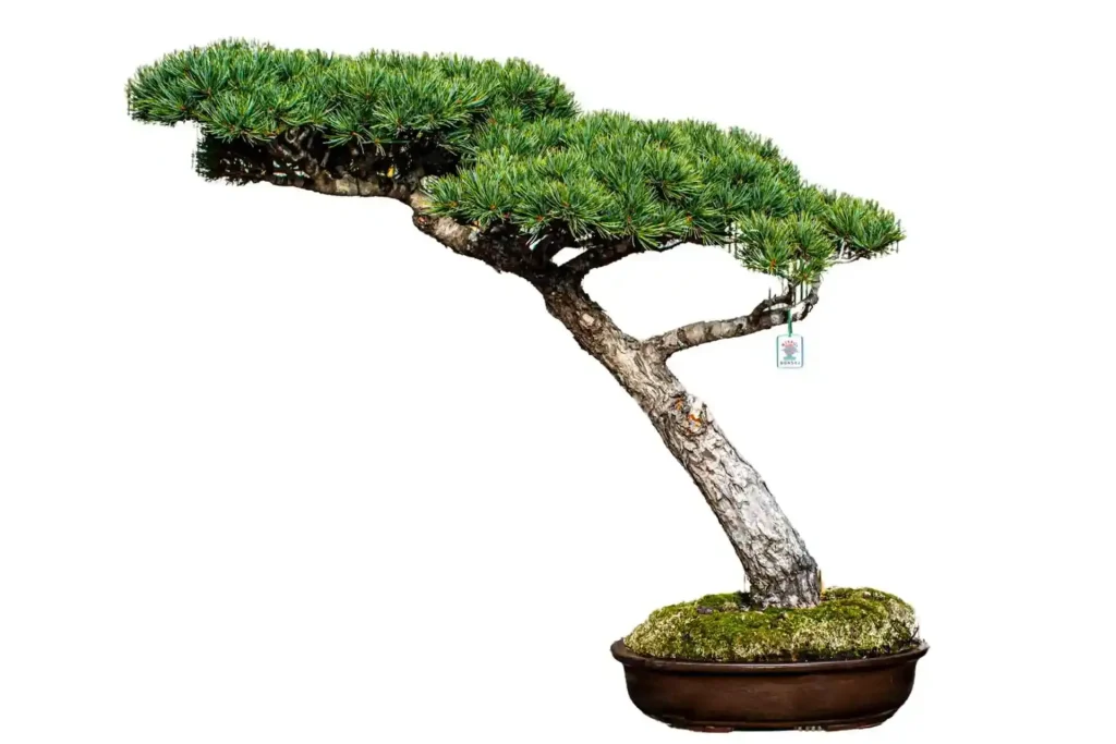 Unique Bonsai Styles: Dramatic, Captivating Designs That Command Attention  - Miyagi Bonsai