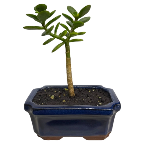 Uprisal Jade Plant 22cm