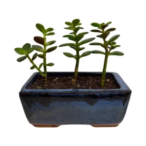 Money Plant 3275