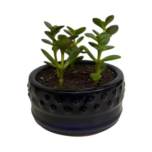 Grouped Jade Plant 12cm