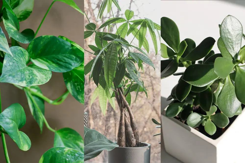 black zz plant new growth Premium Collection of ZZ Plant Black Raven main image 1