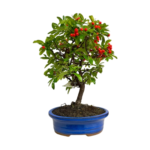 Beautiful Pyracantha 41cm