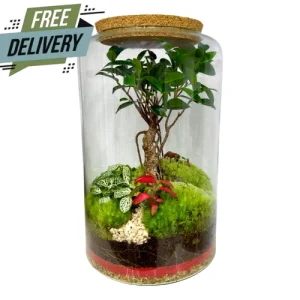 Tall Ficus Terrarium