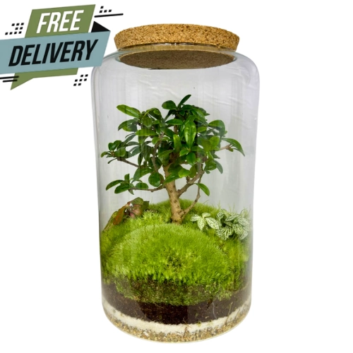 Tall Full Fukien Tea Tree Terrarium