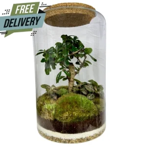 Tall Pretty Fukien Tea Tree Terrarium