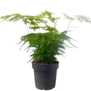 Asparagus Setaceus Plumosus 29cm