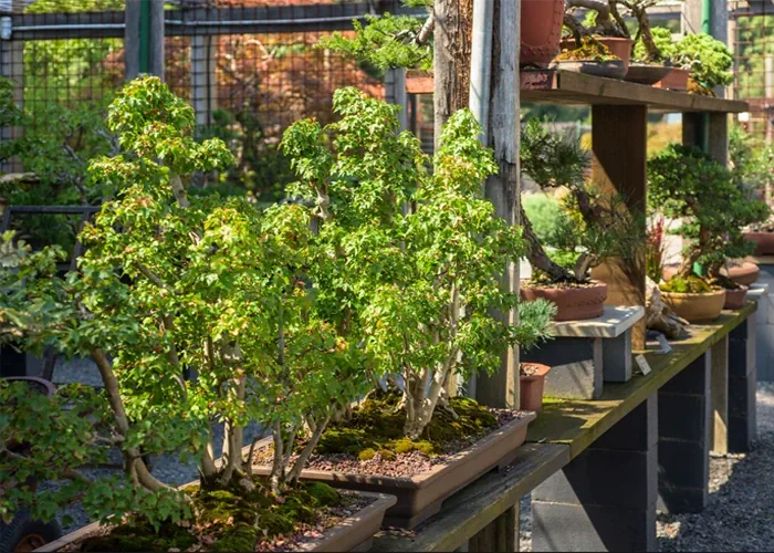 dnger bonsai Bonsai Liebe  365 Tage Bio-Dnger fr Bonsaibume  AquaLifeScape