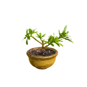 Mini Buddhist Pine 9cm
