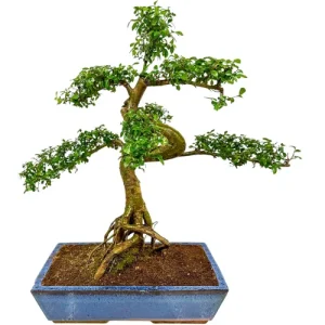 Chinese Elm 62cm