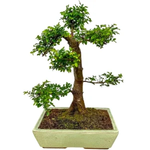 Chinese Elm 51cm
