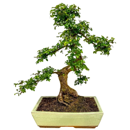 Chinese Elm 50cm