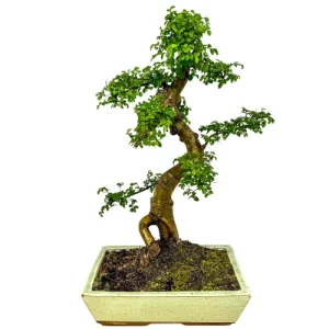 Chinese Elm 55cm
