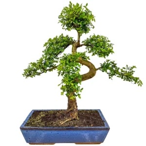 One Of A Kind Rock Feature Chinese Elm Inc Tray 59cm