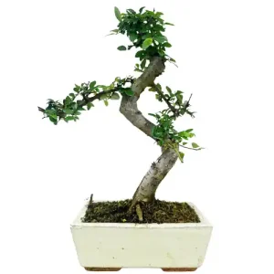 Chinese Elm 30cm