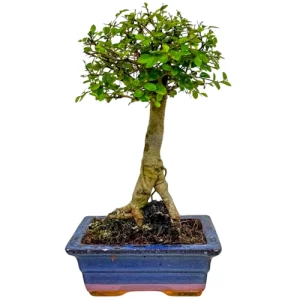 Chinese Elm 30cm