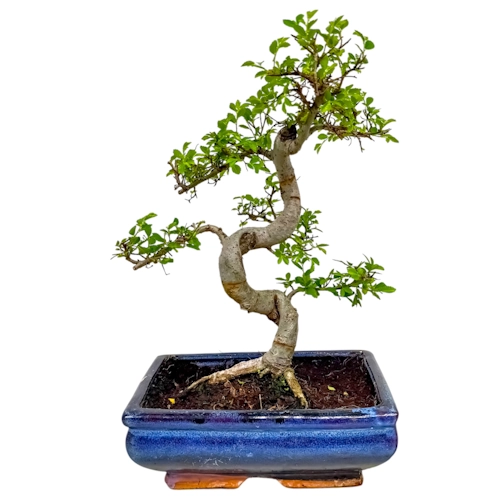 Shaped Chinese Elm 32cm