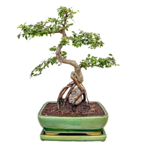 Exposed Roots With Rock Chinese Elm 41cm Inc Tray