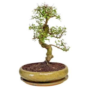 Lovely Chinese Elm 44cm Inc Tray
