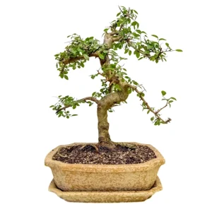 Chinese Elm 47cm Inc Tray
