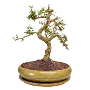 Chinese Elm Inc Tray 40cm