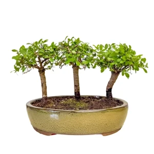 Forest Chinese Elm 24cm