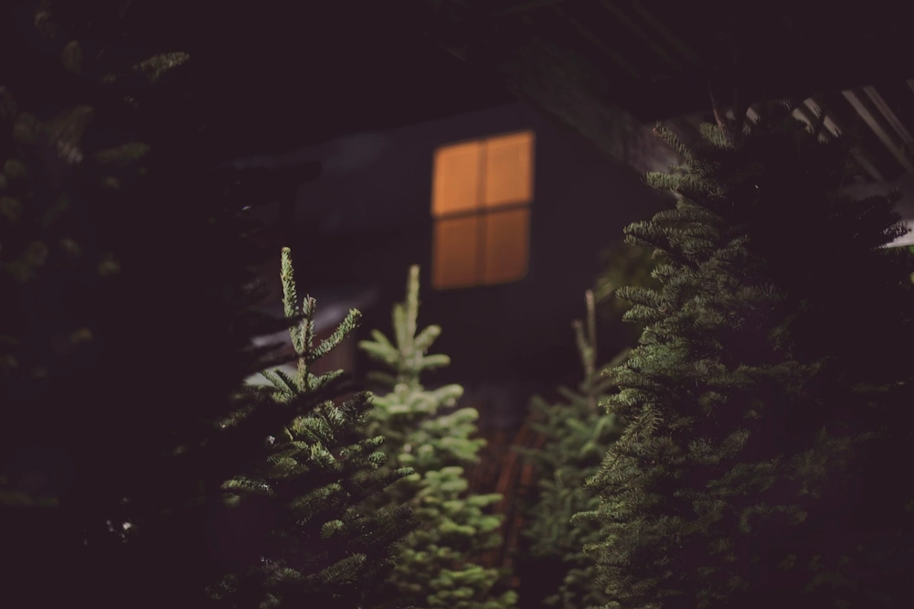 Christmas tree species at night