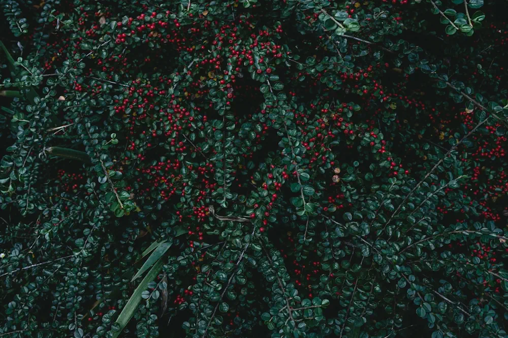 Cotoneaster Foliage Close Up