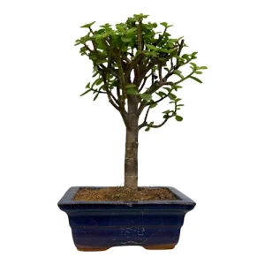 Dwarf Jade 28cm
