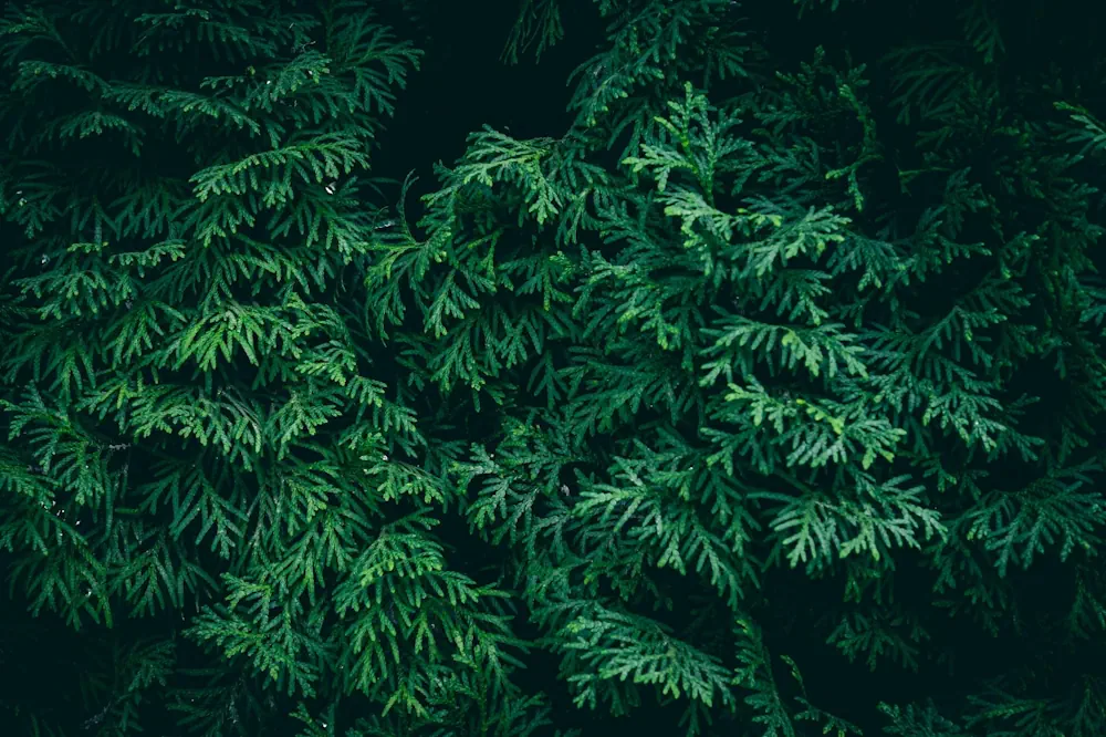 Evergreen Tree Species Close Up