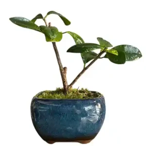 Ficus 16cm