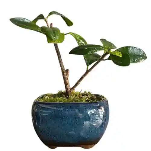 Ficus 16cm