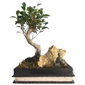 Ficus Feature With Rock 35cm