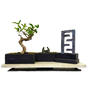 Ficus Feature With Water Fountain 31cm